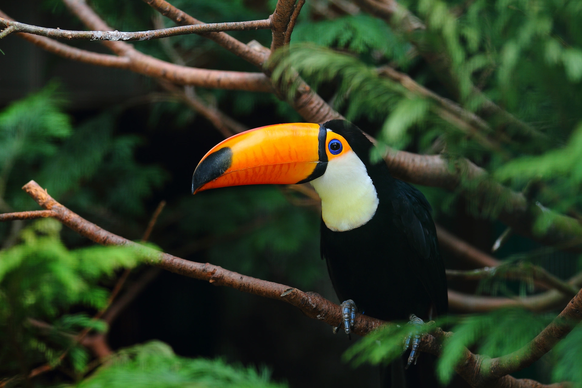 tucan-tours-en-costa-rica